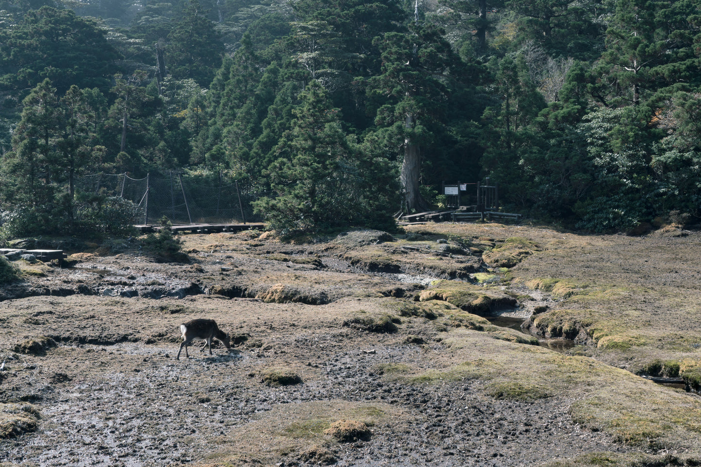 2025年10月【日本百名山】屋久島宮之浦岳登山團 ft. 李敏 Ranya Lee