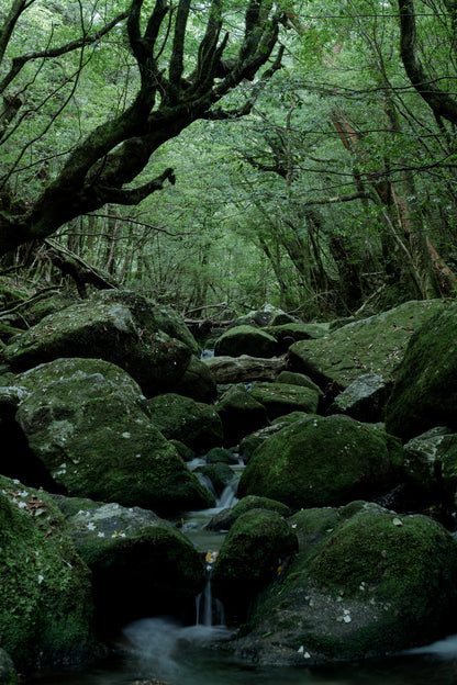 2025年10月【日本百名山】屋久島宮之浦岳登山團 ft. 李敏 Ranya Lee