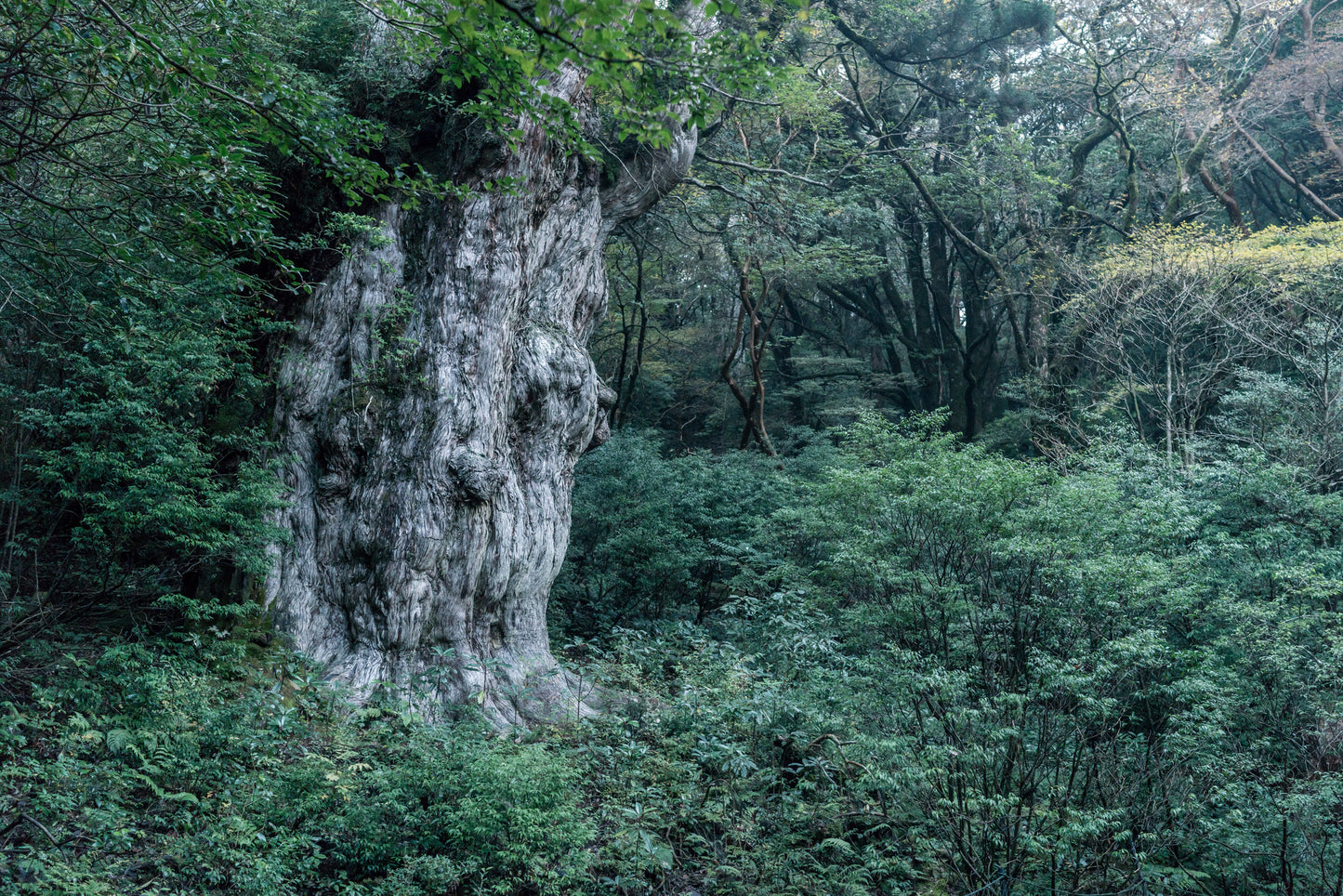 2025年10月【日本百名山】屋久島宮之浦岳登山團 ft. 李敏 Ranya Lee
