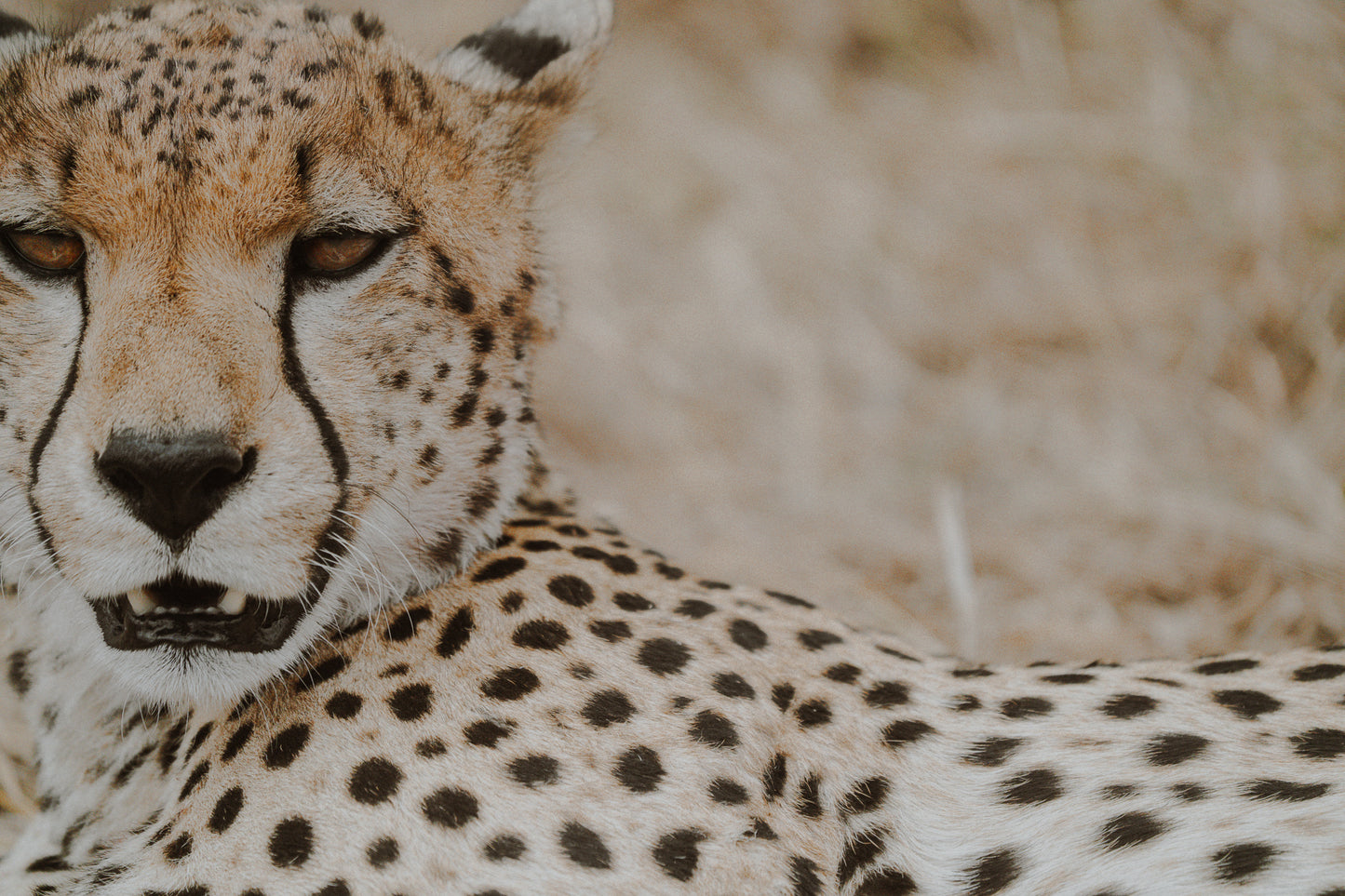 2026年七月團八月團坦桑尼亞 Safari團 ft. 小雲 @kazlittlecloud