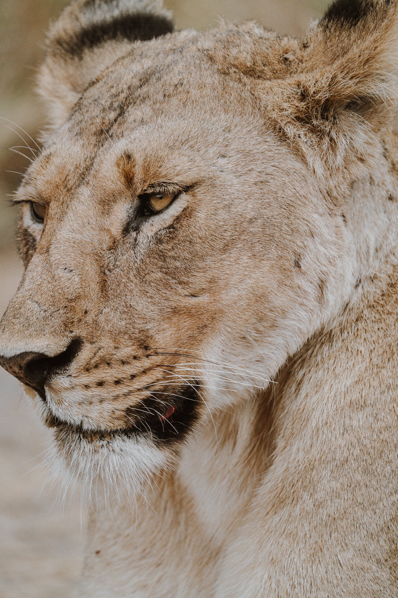 2026年七月團八月團坦桑尼亞 Safari團 ft. 小雲 @kazlittlecloud