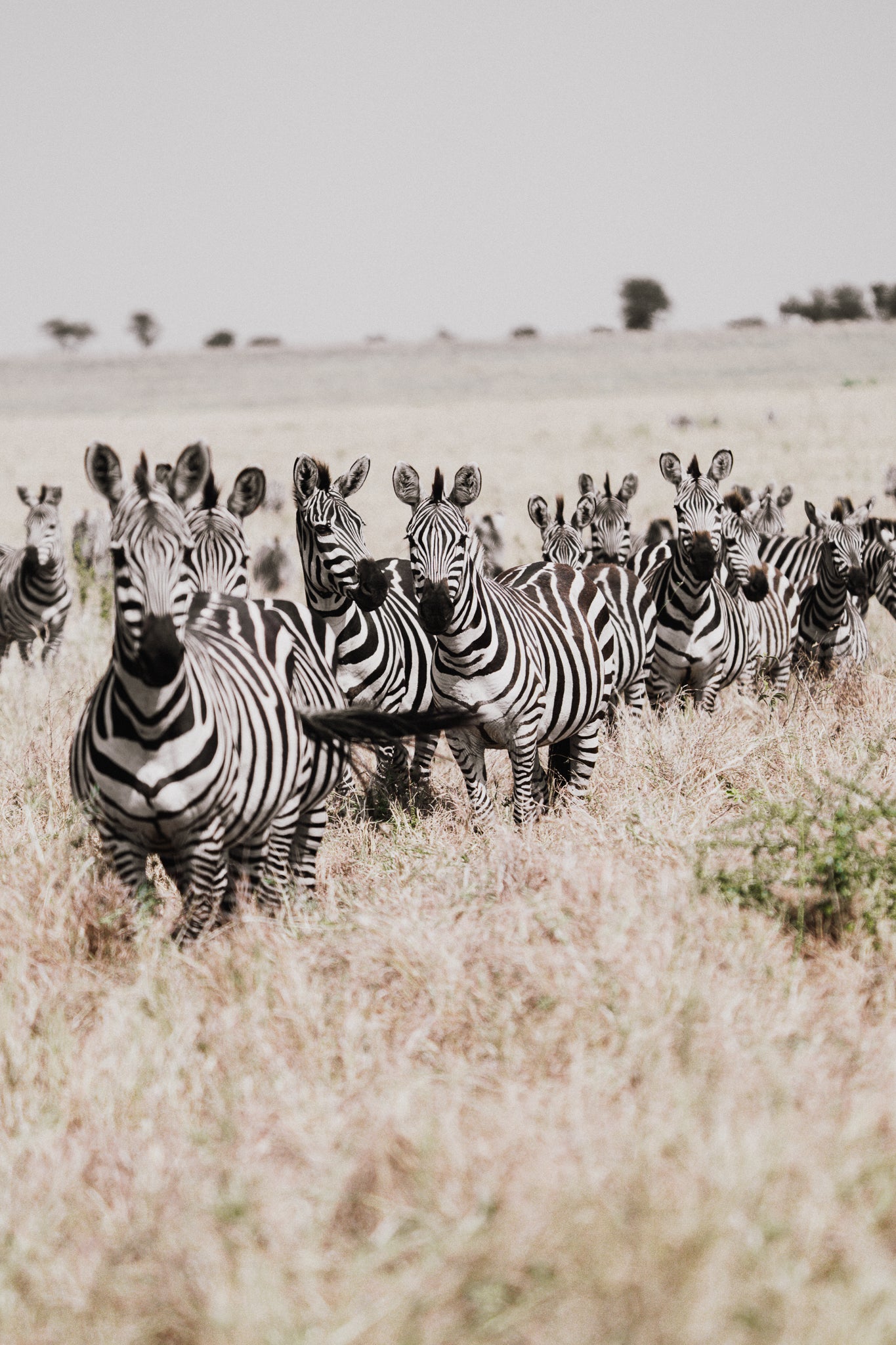 2026年七月團八月團坦桑尼亞 Safari團 ft. 小雲 @kazlittlecloud