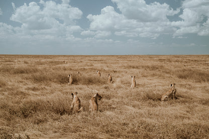 2026年七月團八月團坦桑尼亞 Safari團 ft. 小雲 @kazlittlecloud