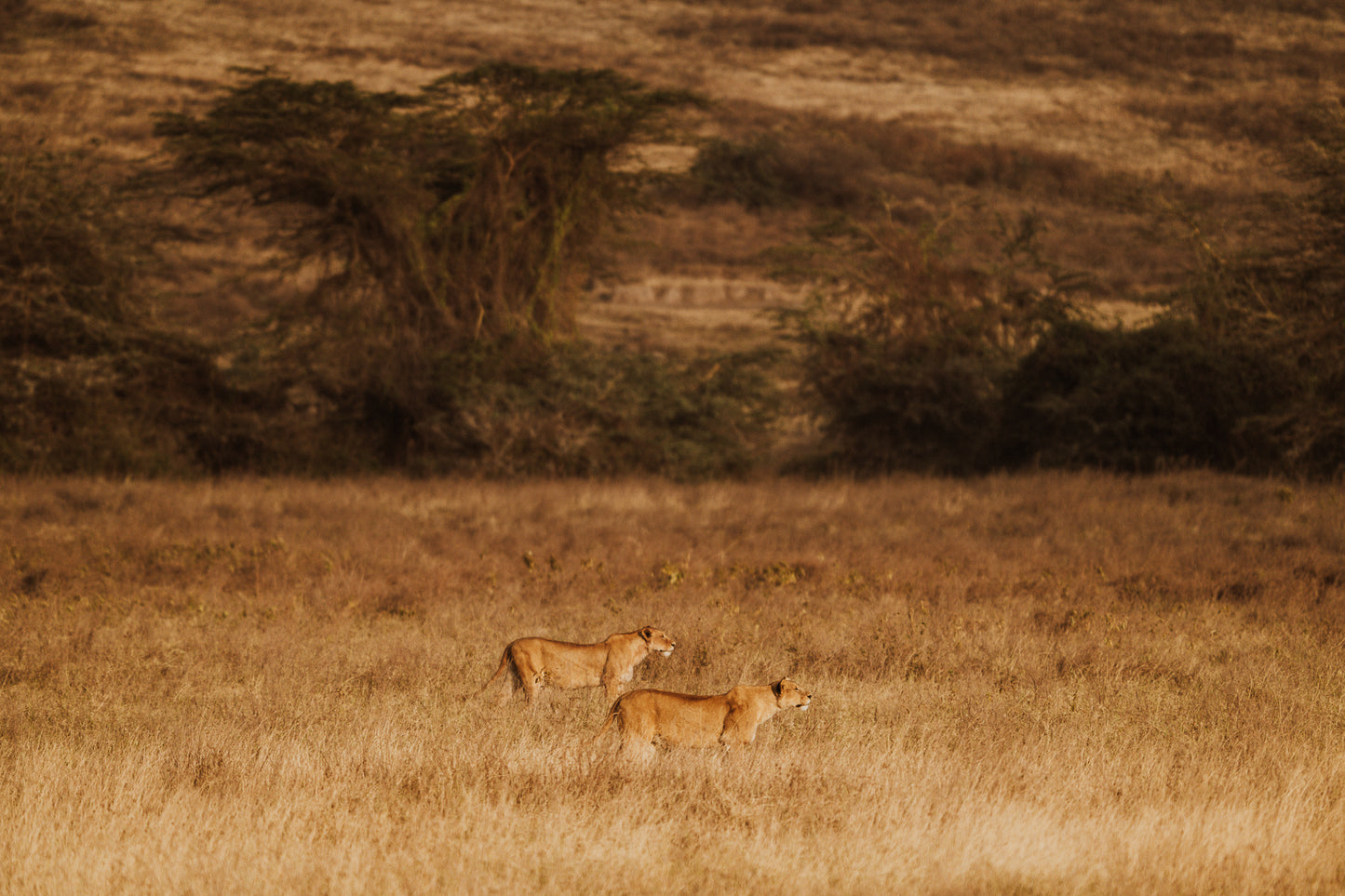 2026年七月團八月團坦桑尼亞 Safari團 ft. 小雲 @kazlittlecloud