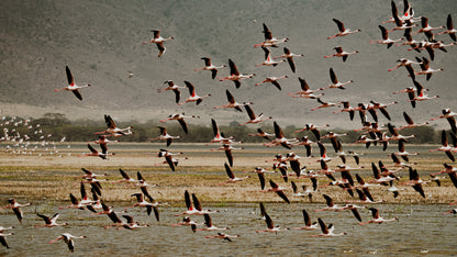 2026年七月團八月團坦桑尼亞 Safari團 ft. 小雲 @kazlittlecloud