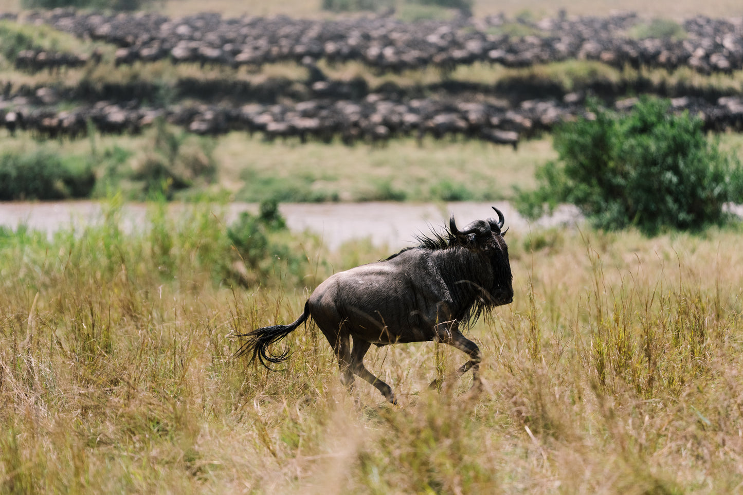 2026年十月團坦桑尼亞 Safari團