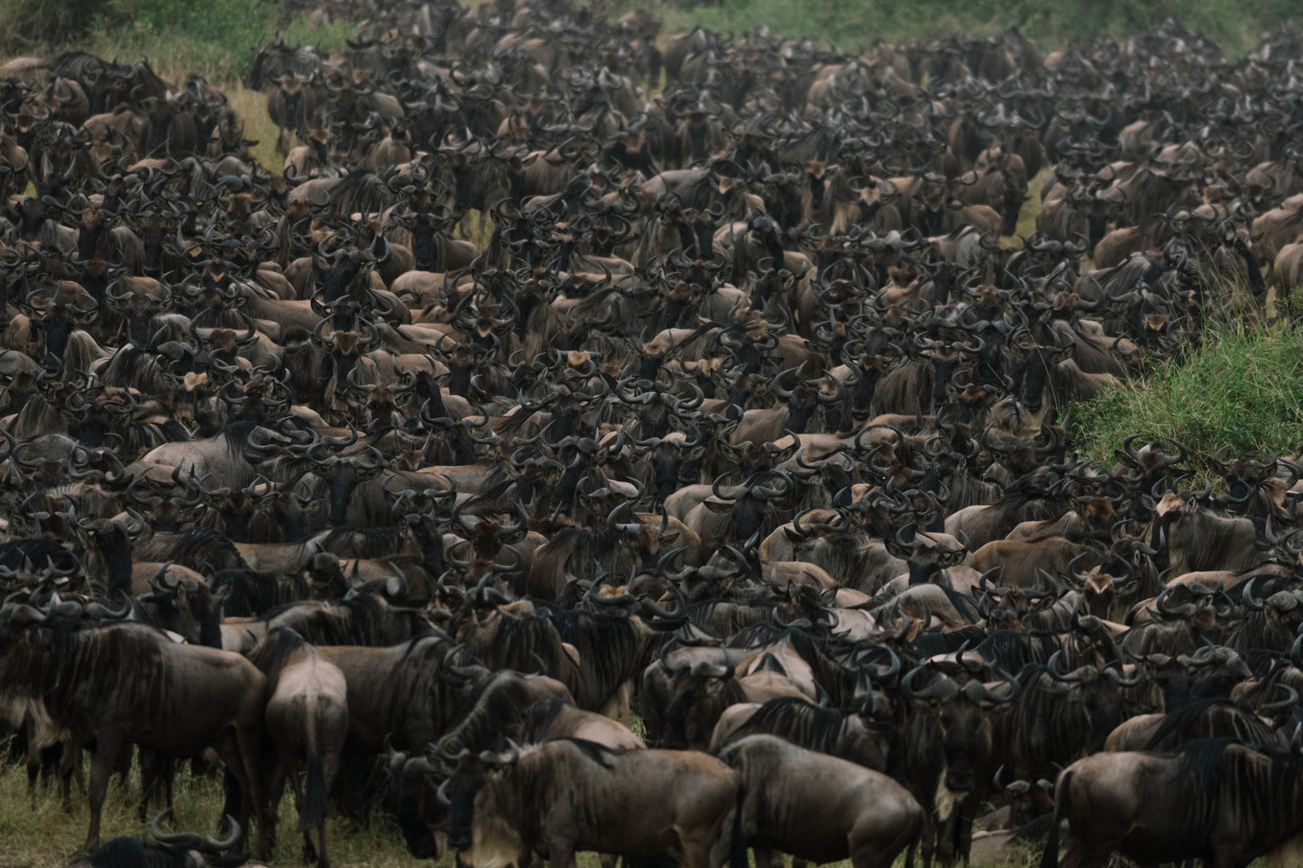 2026年十月團坦桑尼亞 Safari團