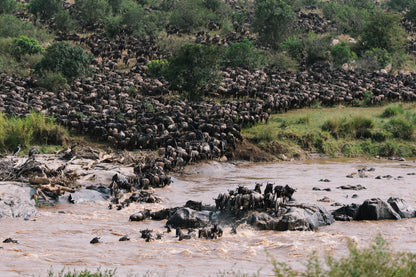 2026年十月團坦桑尼亞 Safari團