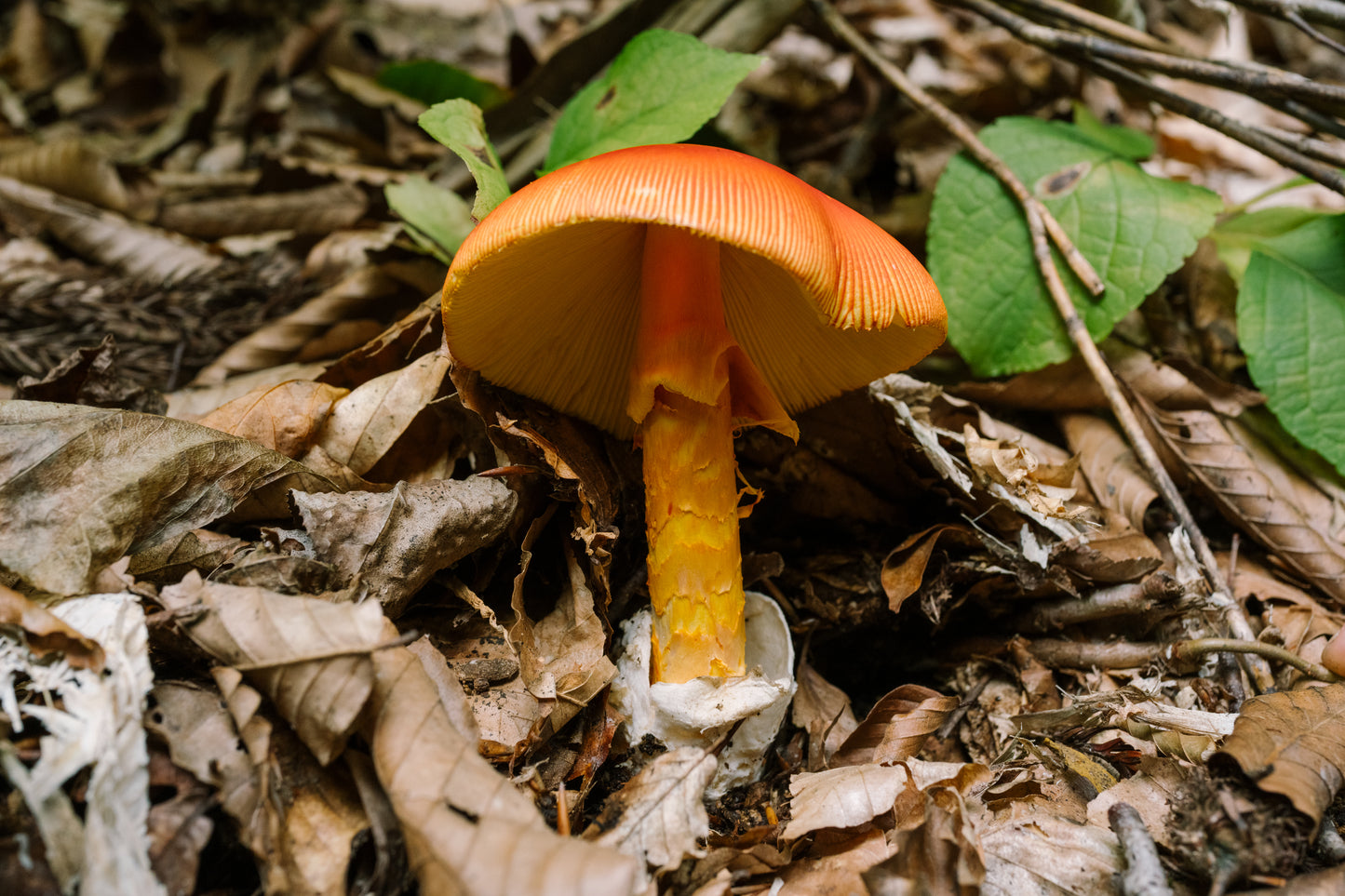 2026年9月信越新道登山團