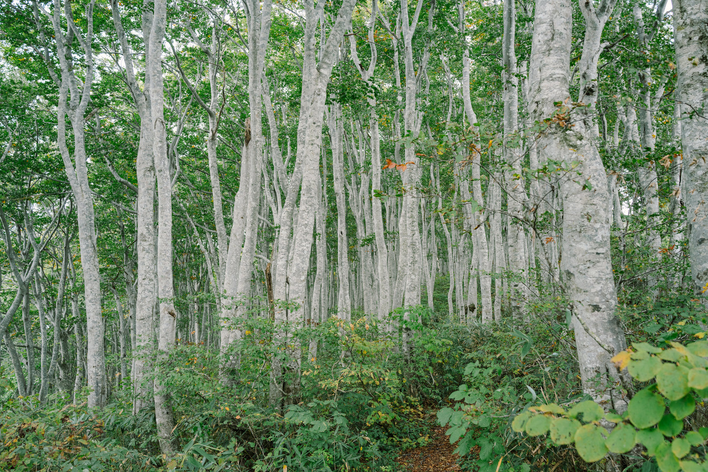 2026年9月信越新道登山團